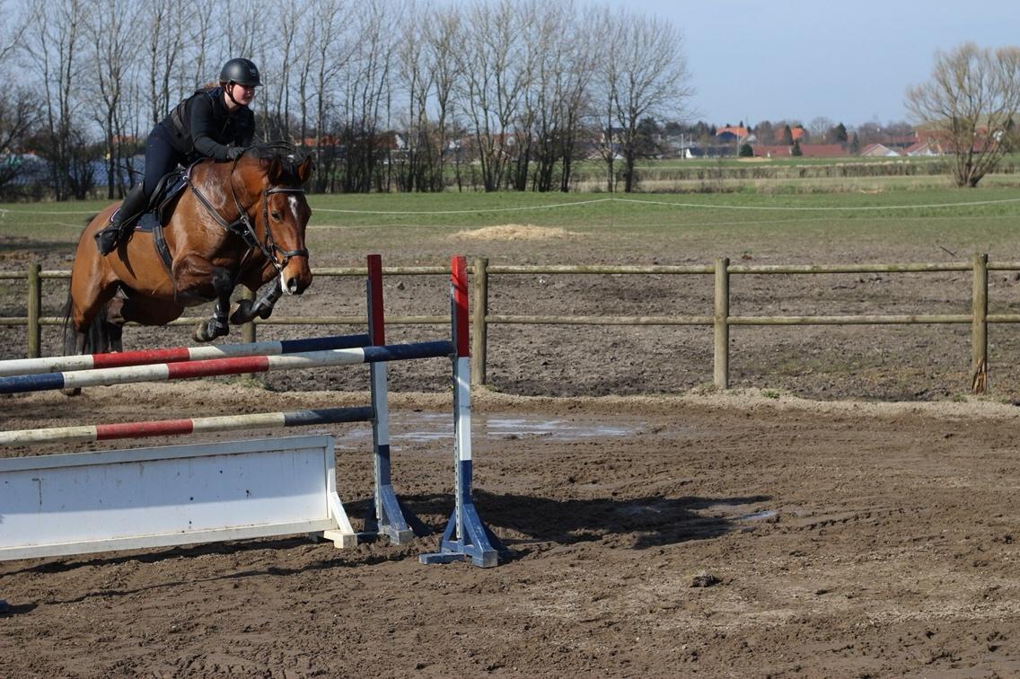 Dansk Varmblod Bøgegårdens Landini billede 13