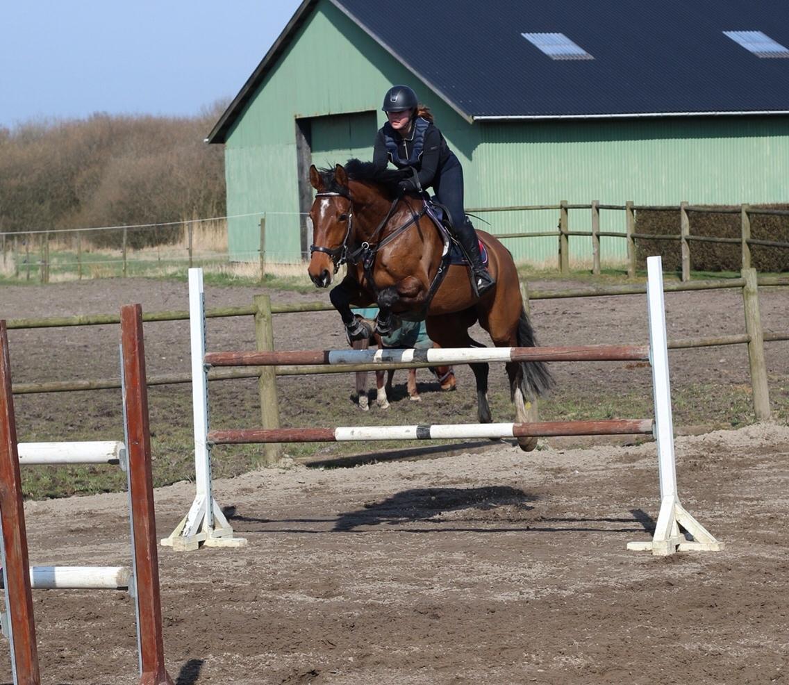 Dansk Varmblod Bøgegårdens Landini billede 12