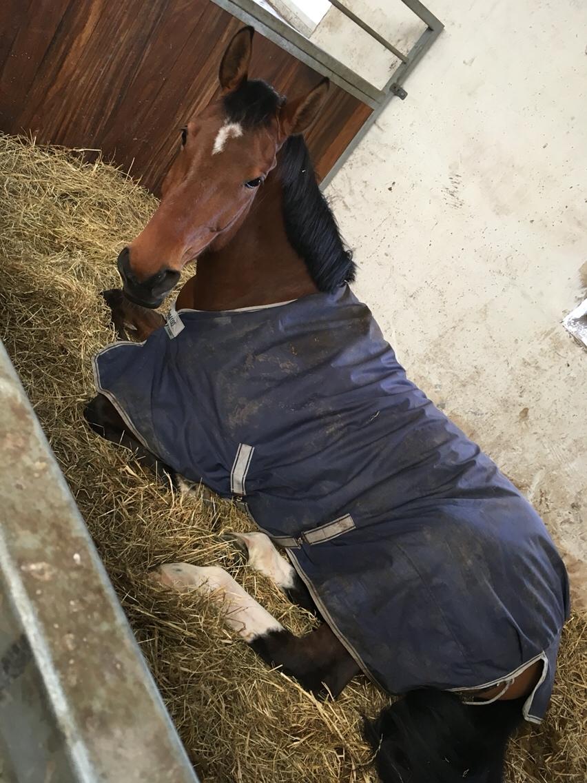 Dansk Varmblod Bøgegårdens Landini billede 14