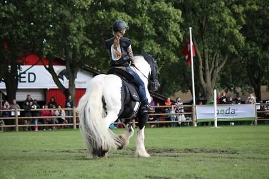Irish Cob Lord Wellington Of England ( Welle) - Welle og jeg billede 3