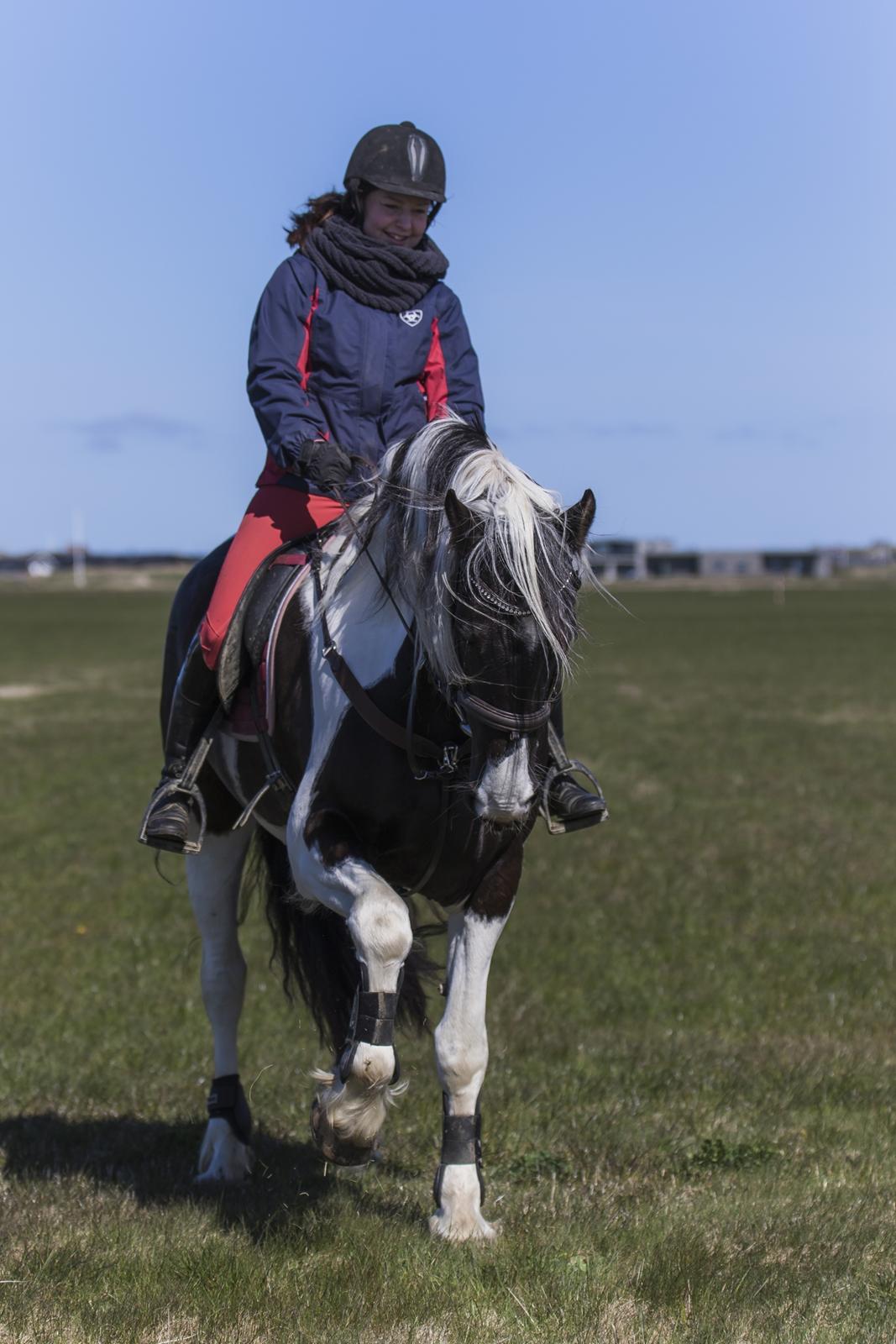 Tobiano Friesian Skovbjerggaard's Ginger billede 26