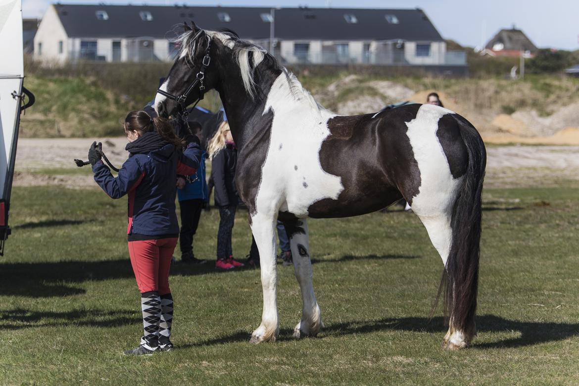 Tobiano Friesian Skovbjerggaard's Ginger billede 25