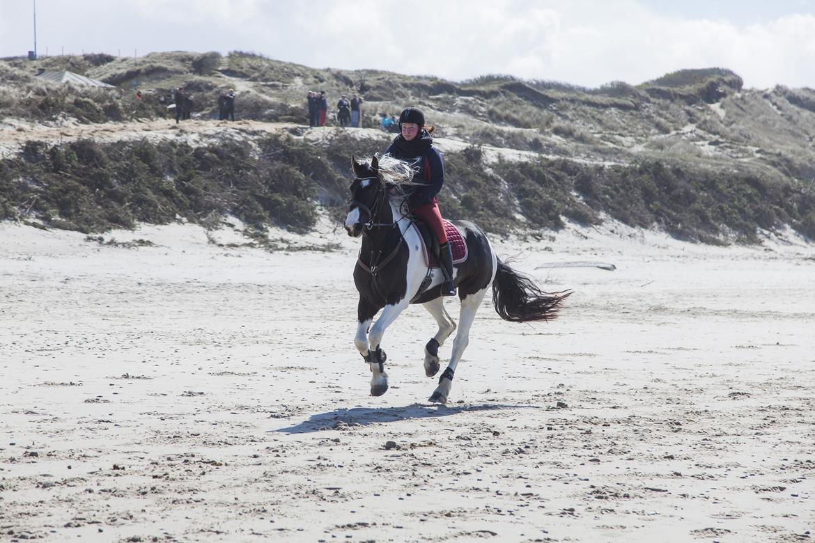 Tobiano Friesian Skovbjerggaard's Ginger billede 28