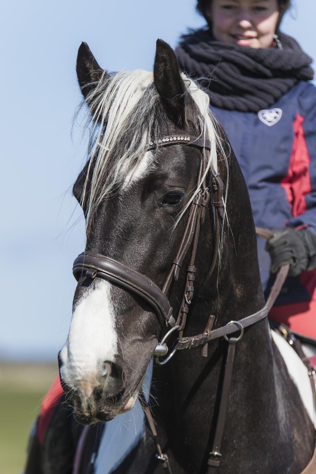 Tobiano Friesian Skovbjerggaard's Ginger billede 27