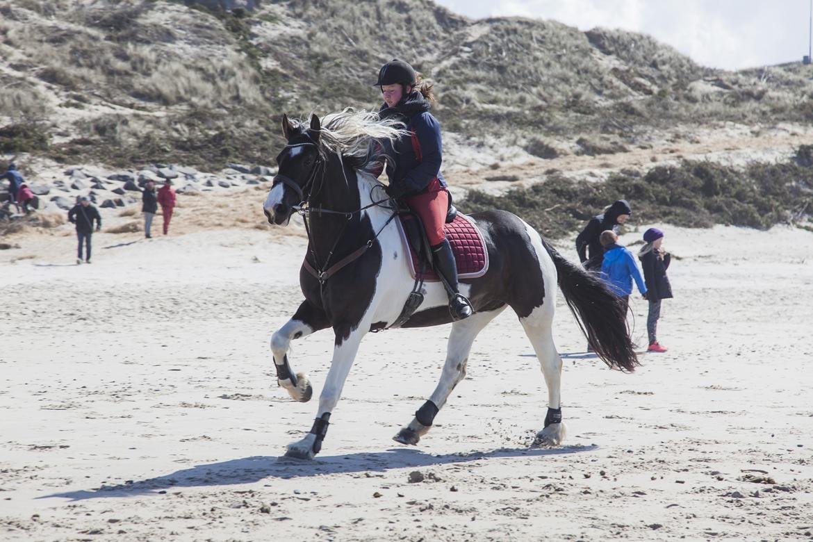 Tobiano Friesian Skovbjerggaard's Ginger billede 30