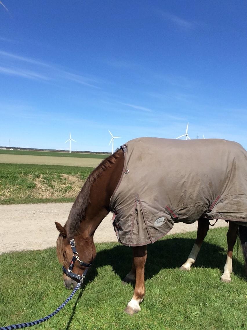 Anden særlig race Kirkely's Kida billede 2