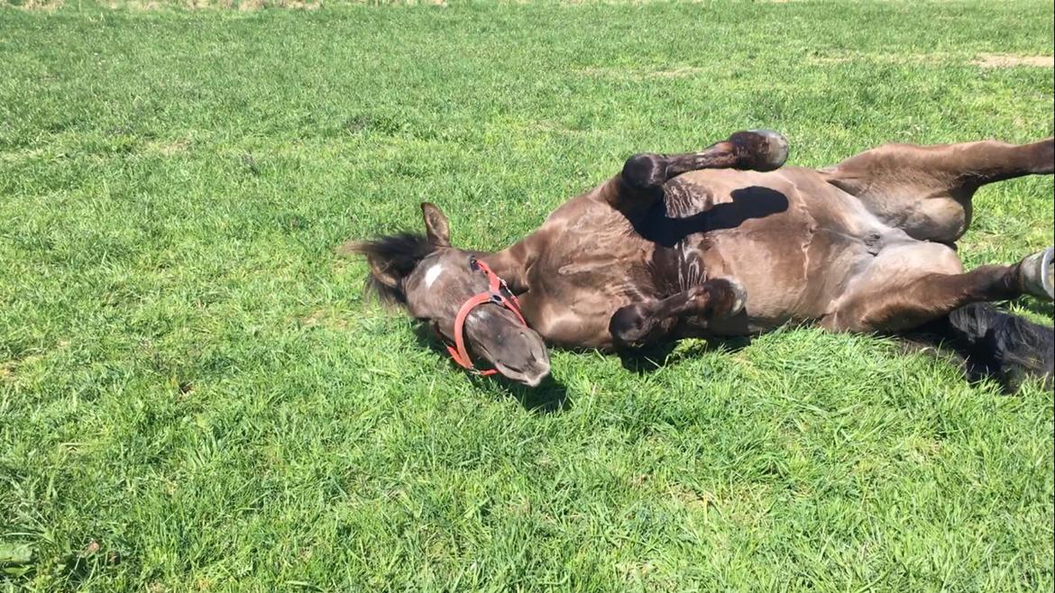 Anden særlig race Coppen billede 7