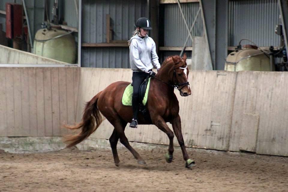 Anden særlig race Mølbaks Jolene billede 2