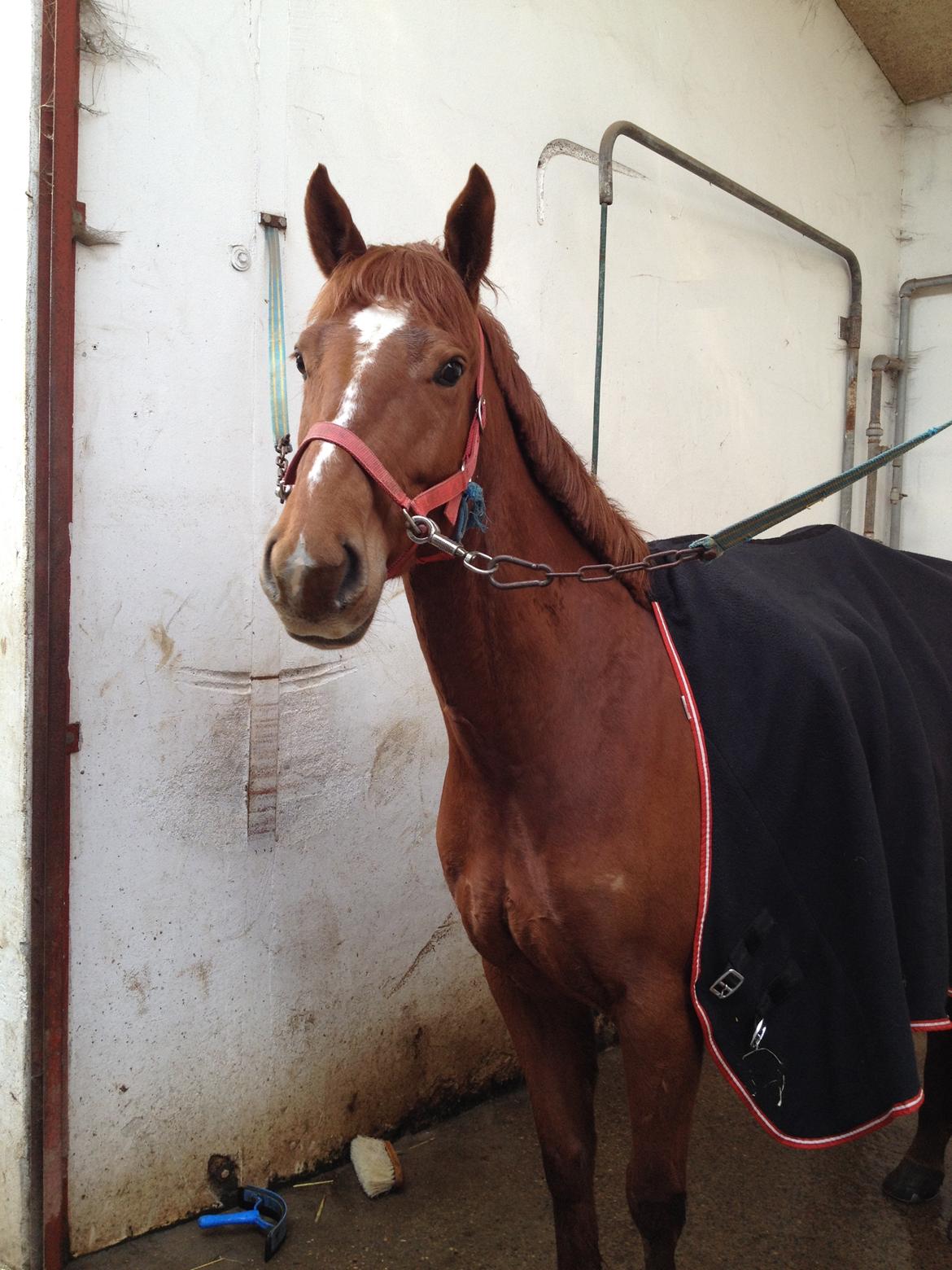Anden særlig race Mølbaks Jolene billede 3