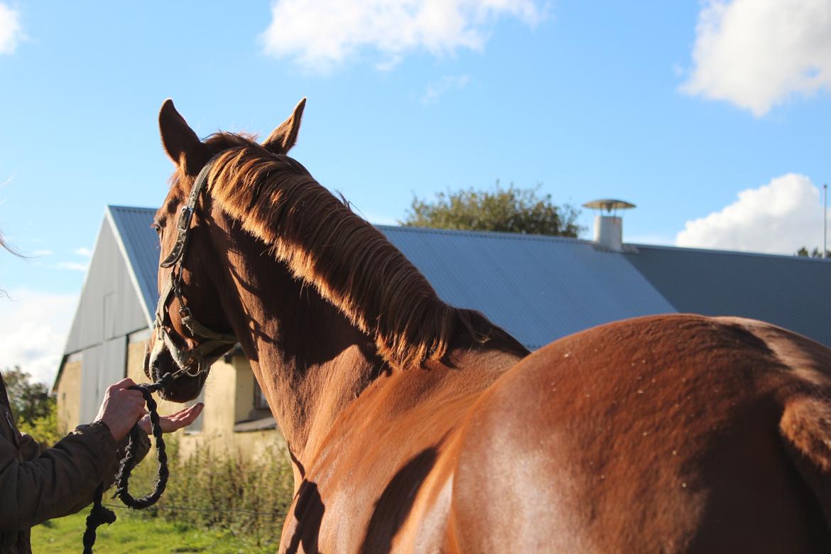 Anden særlig race Mølbaks Jolene billede 4