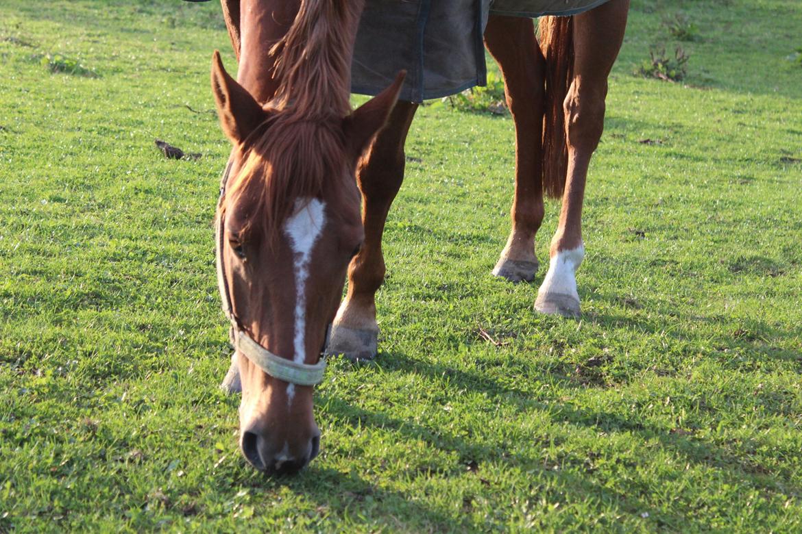 Anden særlig race Mølbaks Jolene billede 5