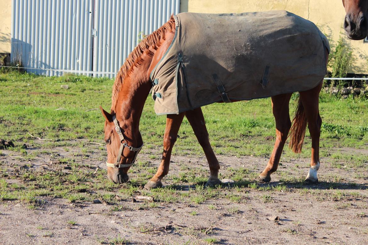 Anden særlig race Mølbaks Jolene billede 6