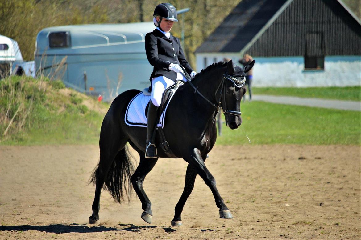 New Forest Hallinds Kaiser - Velkommen til Kaisers profil :) billede 1