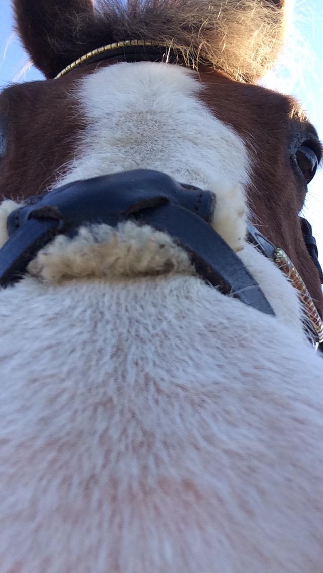 Anden særlig race Hanna Montana billede 23