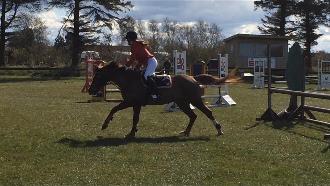 Anden særlig race Hanna Montana billede 26