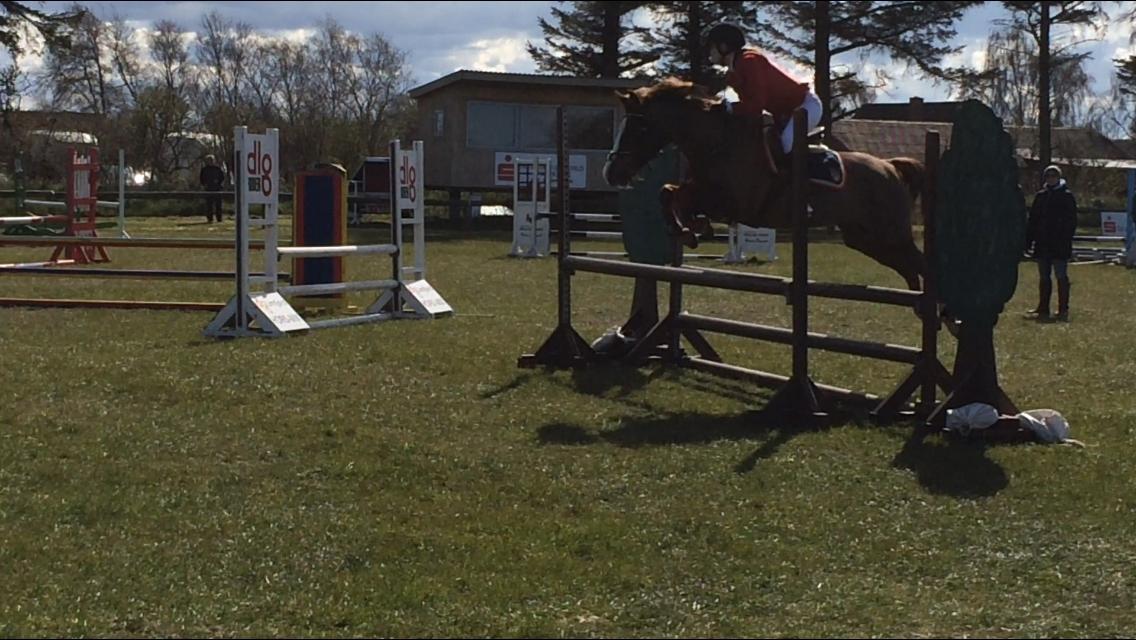 Anden særlig race Hanna Montana billede 24