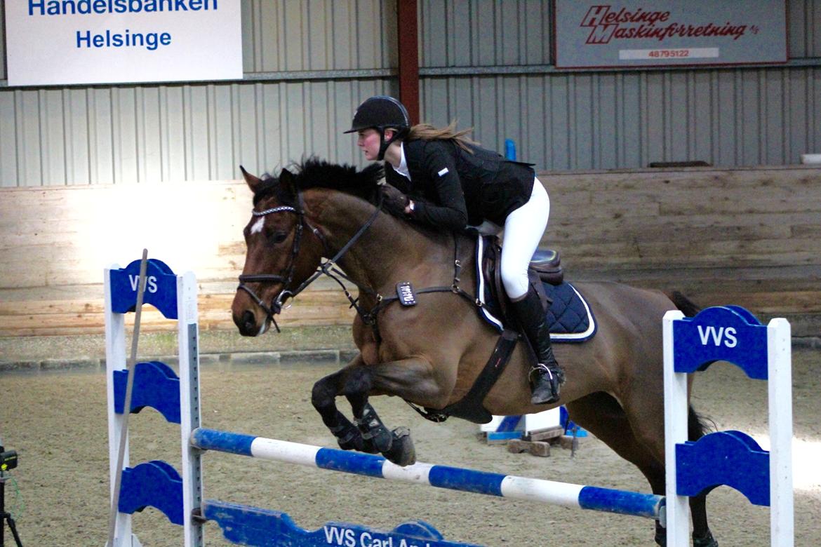 Dansk Varmblod Carneval De Pa- Ris Korsvænget billede 2