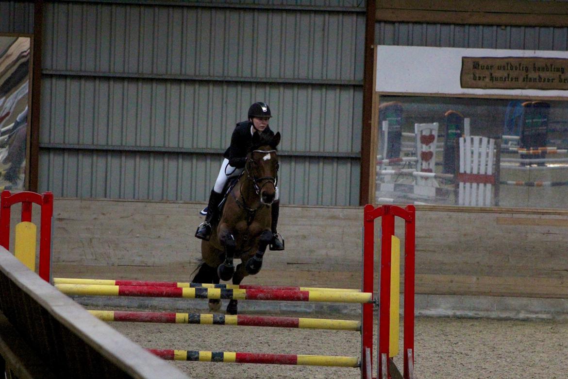 Dansk Varmblod Carneval De Pa- Ris Korsvænget billede 4