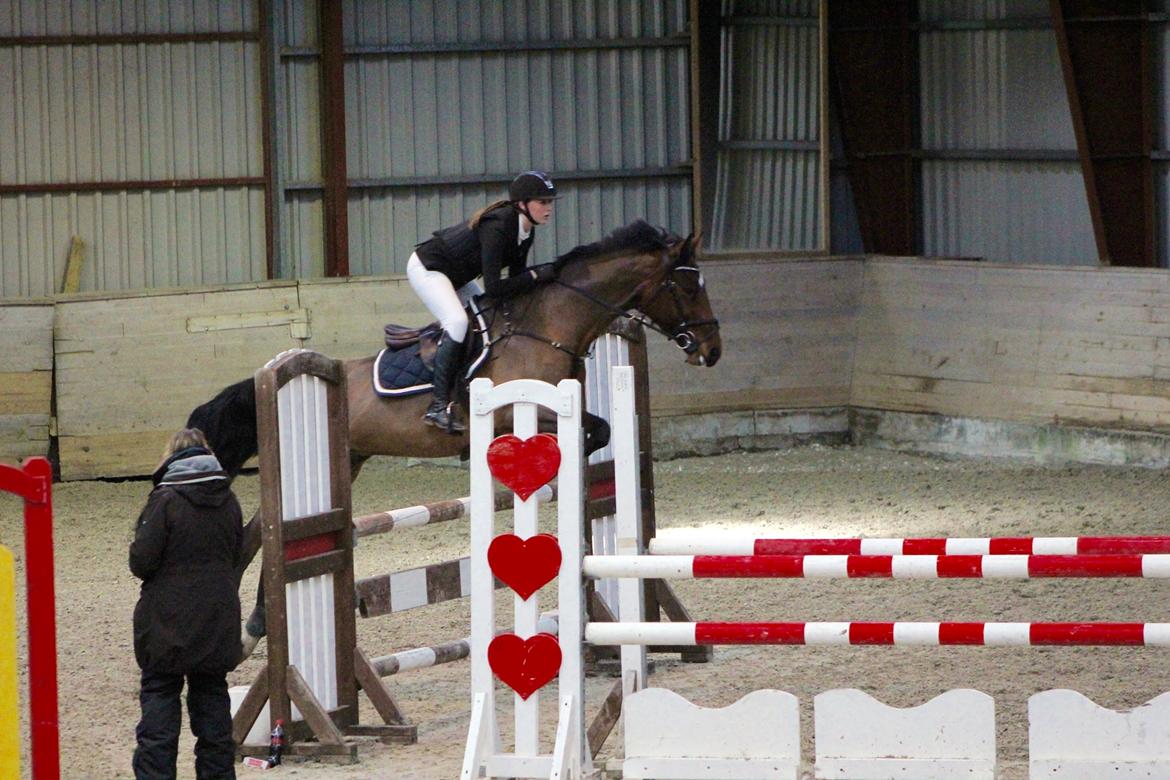 Dansk Varmblod Carneval De Pa- Ris Korsvænget billede 5