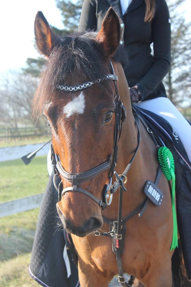 Dansk Varmblod Carneval De Pa- Ris Korsvænget billede 1