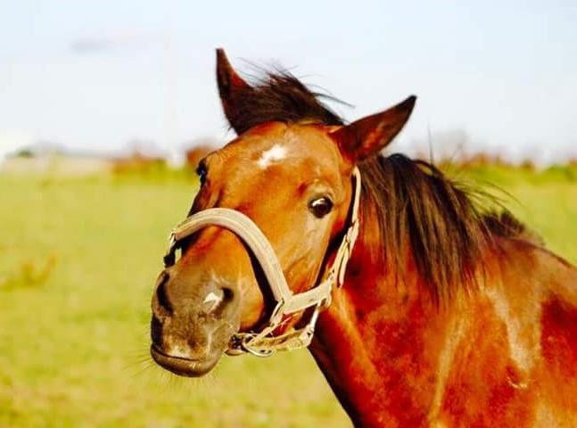 Anden særlig race Brinkhof's Phantom - Årh min dejlige munk! billede 3