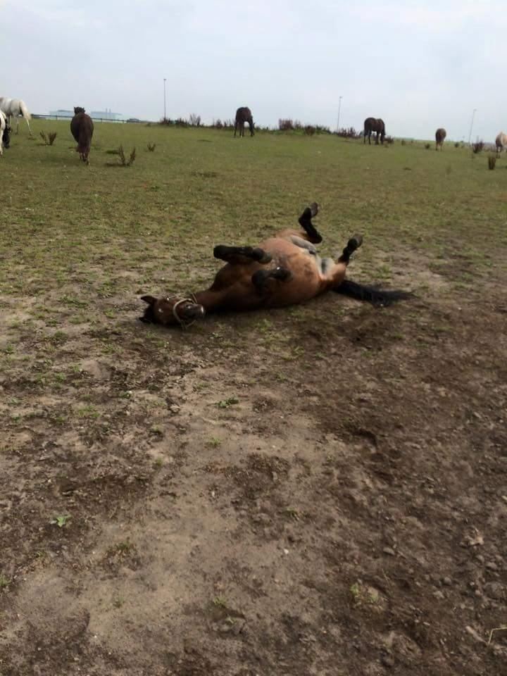 Anden særlig race Brinkhof's Phantom - Han er da dejlig, og sørger endda for, at han stadig poserer billede 4