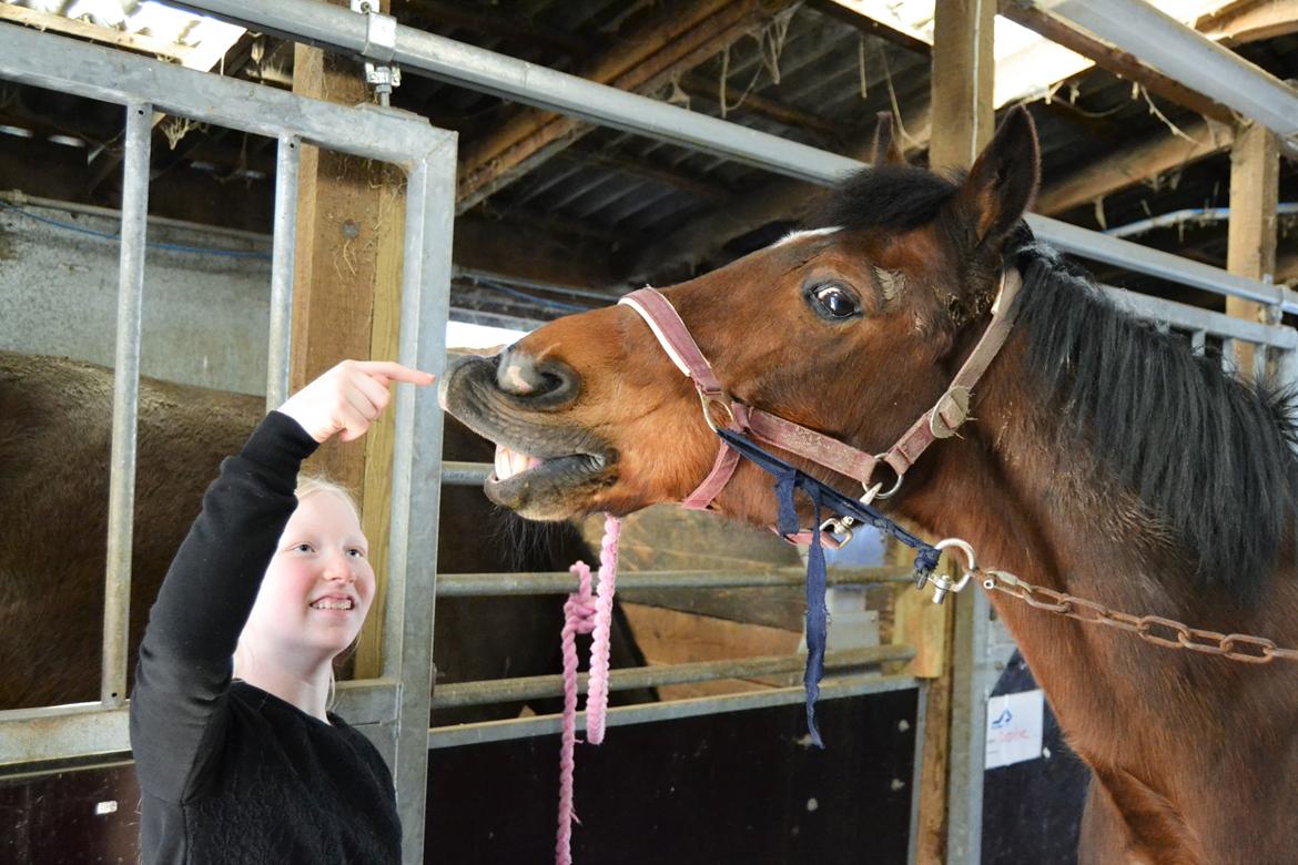 Anden særlig race Brinkhof's Phantom - "Man kan ikke lære en gammel hes nye tricks"... Altså jeg har lært ham både at smile og kysse helt fra bunden. billede 2