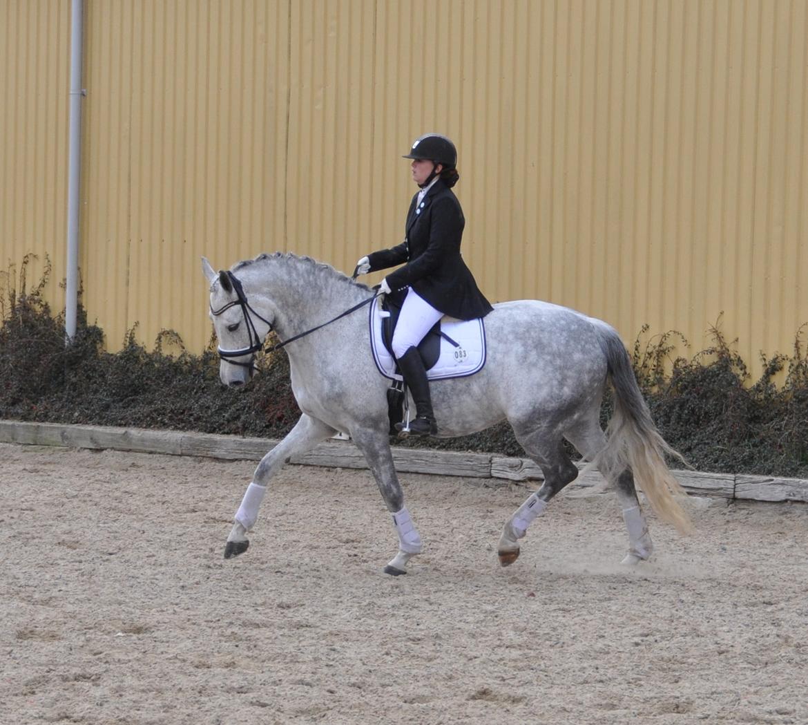 Holstener Limara billede 18