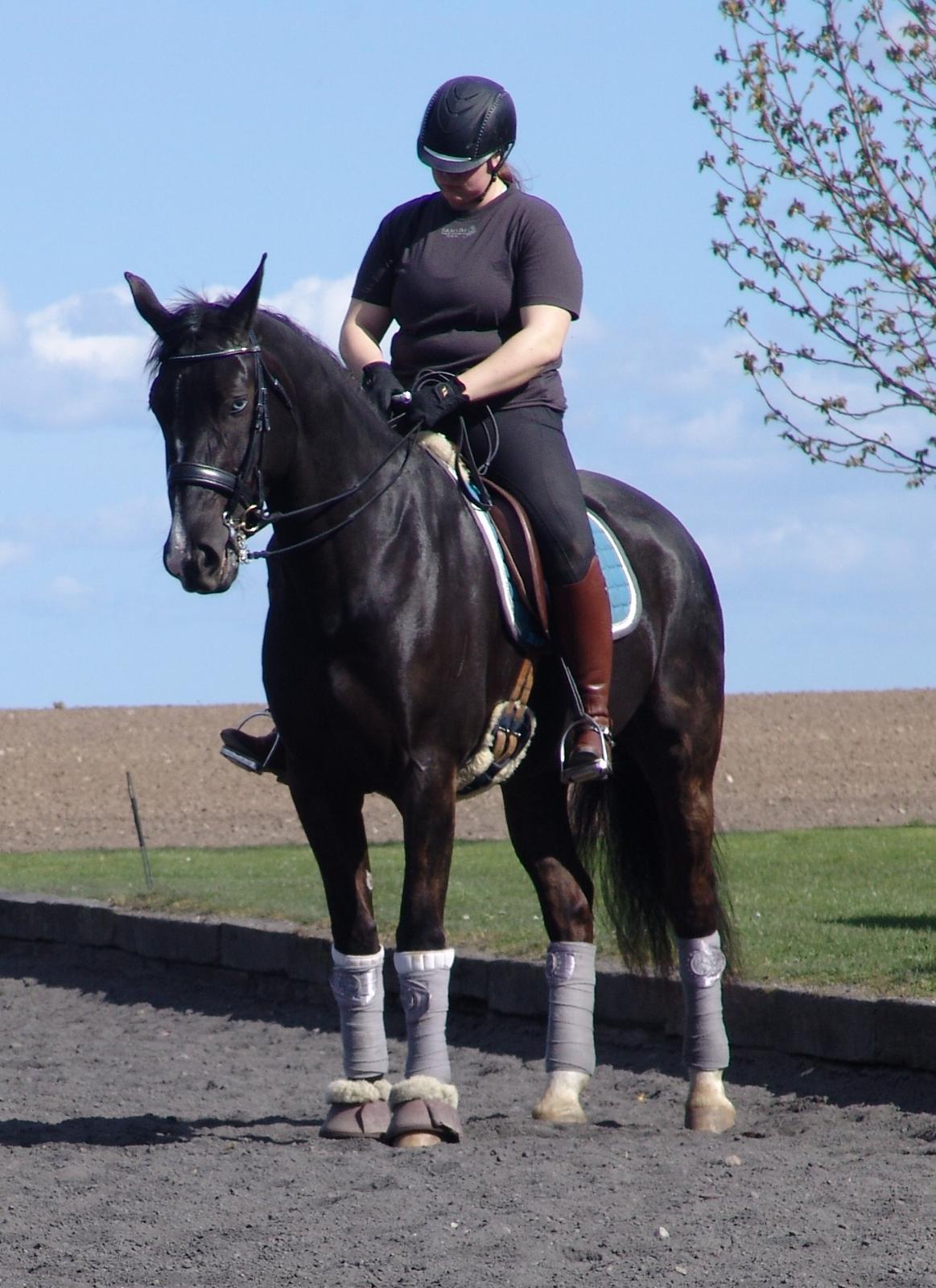 Oldenborg Nyhedegaards latifa billede 1
