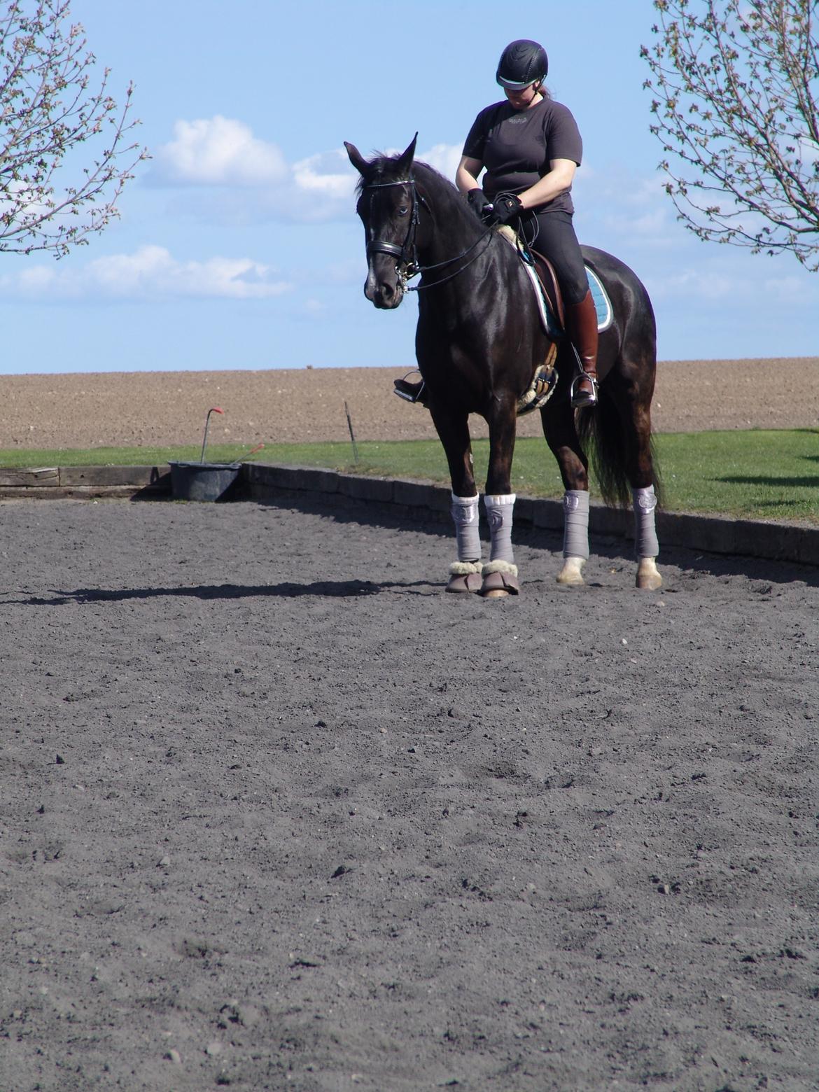 Oldenborg Nyhedegaards latifa billede 2