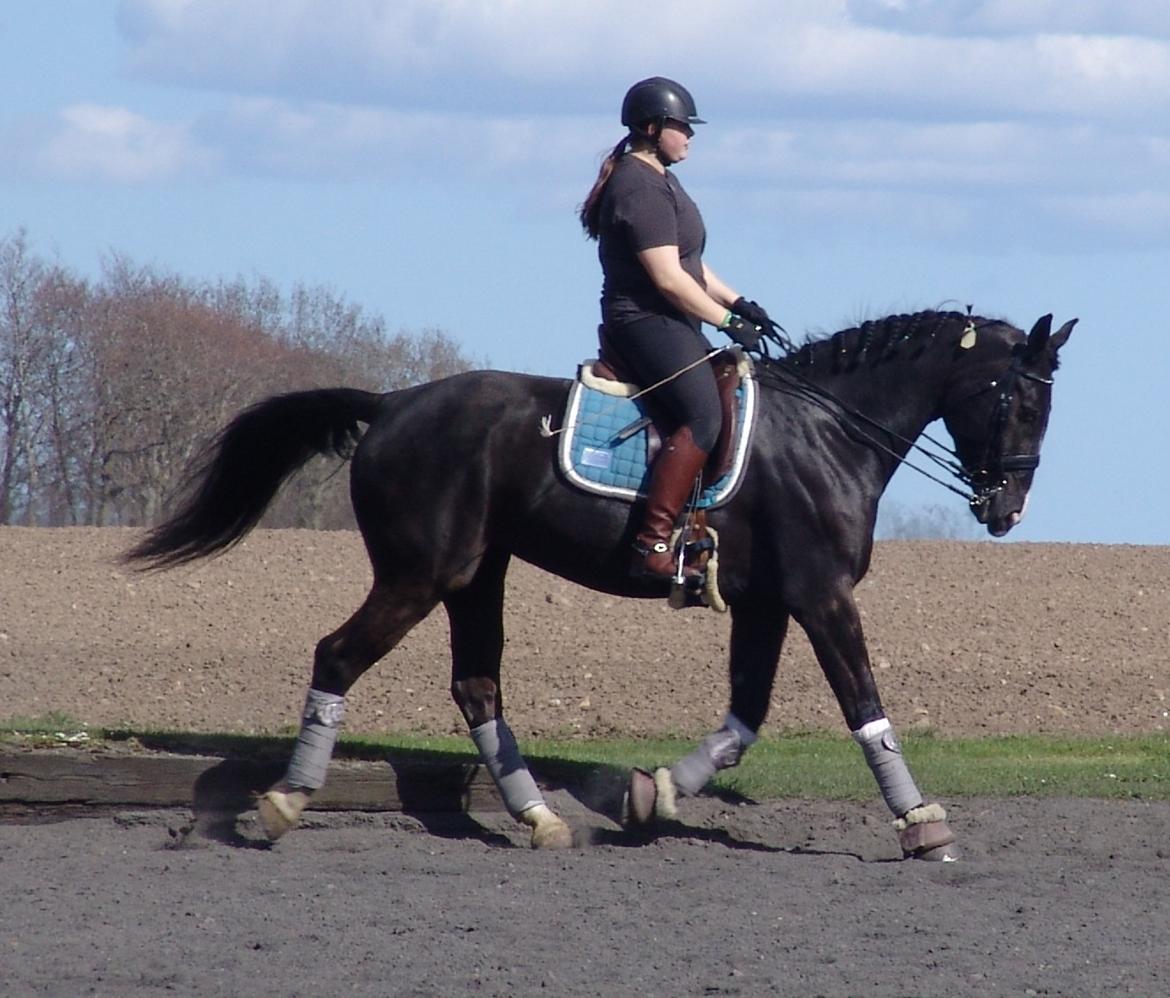 Oldenborg Nyhedegaards latifa billede 4