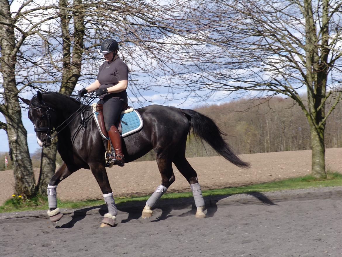 Oldenborg Nyhedegaards latifa billede 6