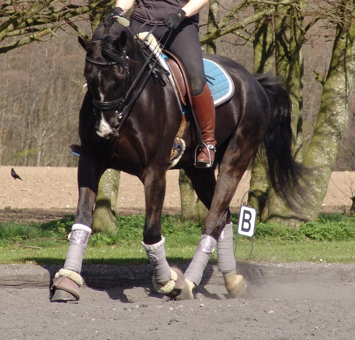 Oldenborg Nyhedegaards latifa billede 5