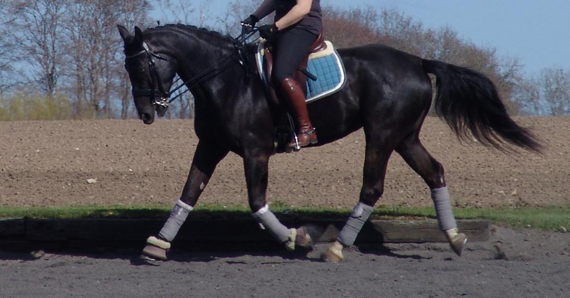 Oldenborg Nyhedegaards latifa billede 7