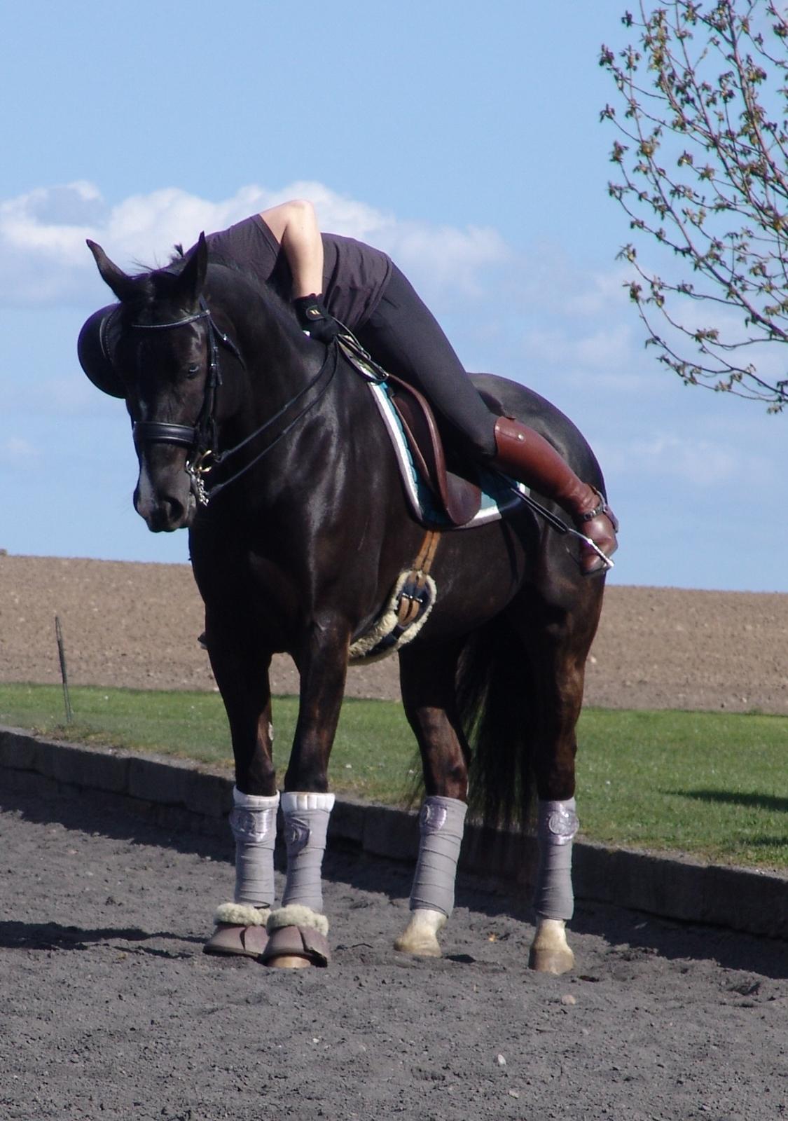Oldenborg Nyhedegaards latifa billede 9