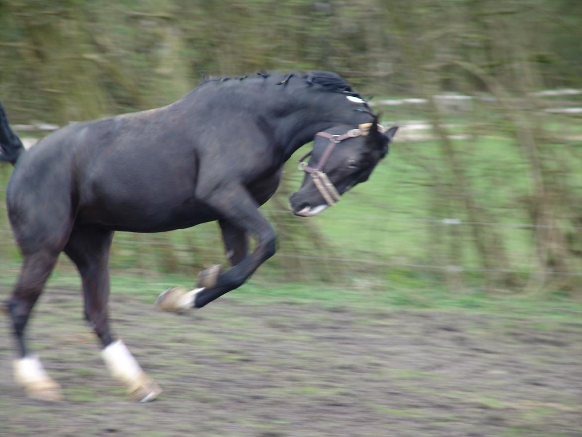 Oldenborg Nyhedegaards latifa billede 12