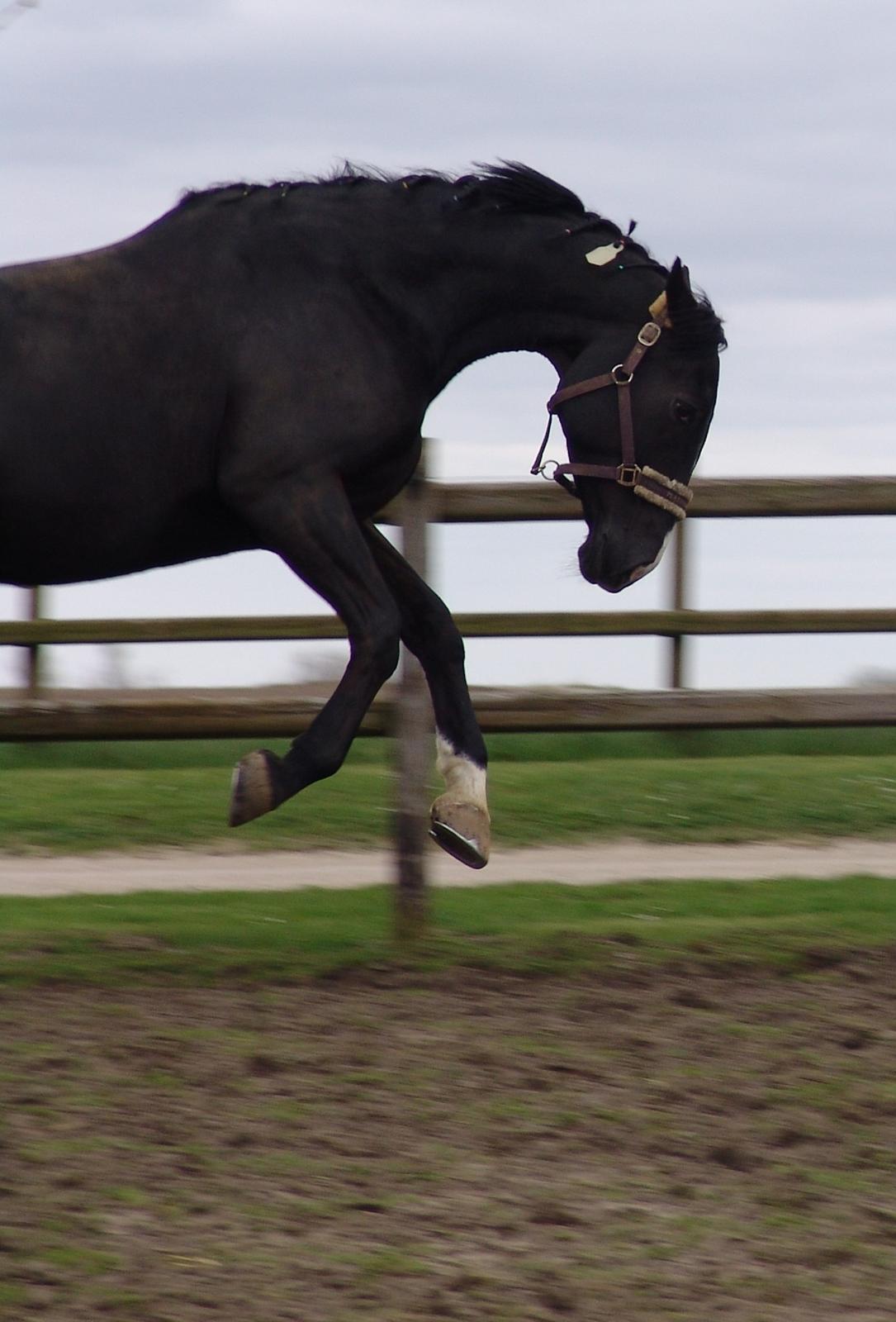 Oldenborg Nyhedegaards latifa billede 13