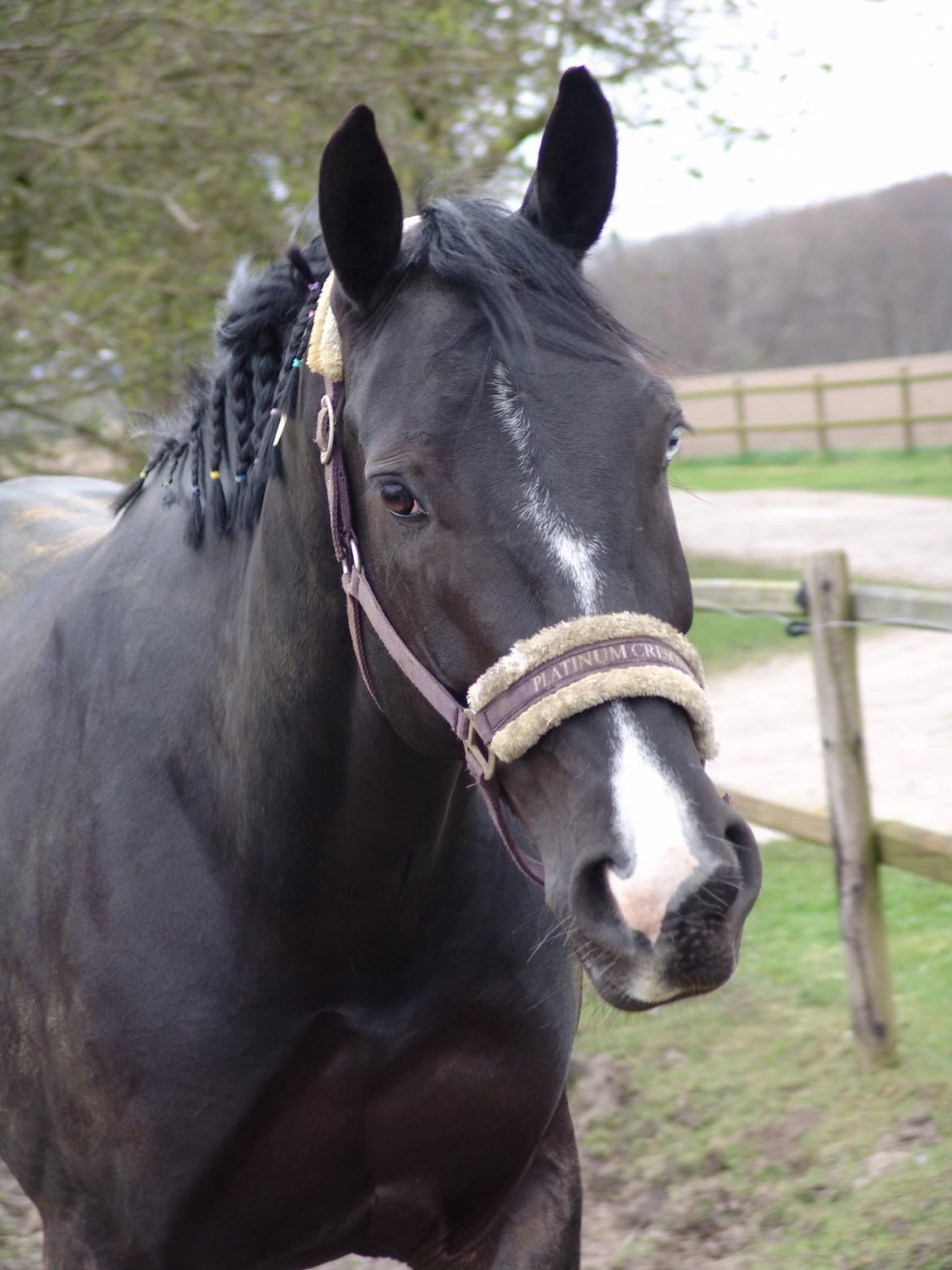 Oldenborg Nyhedegaards latifa billede 14