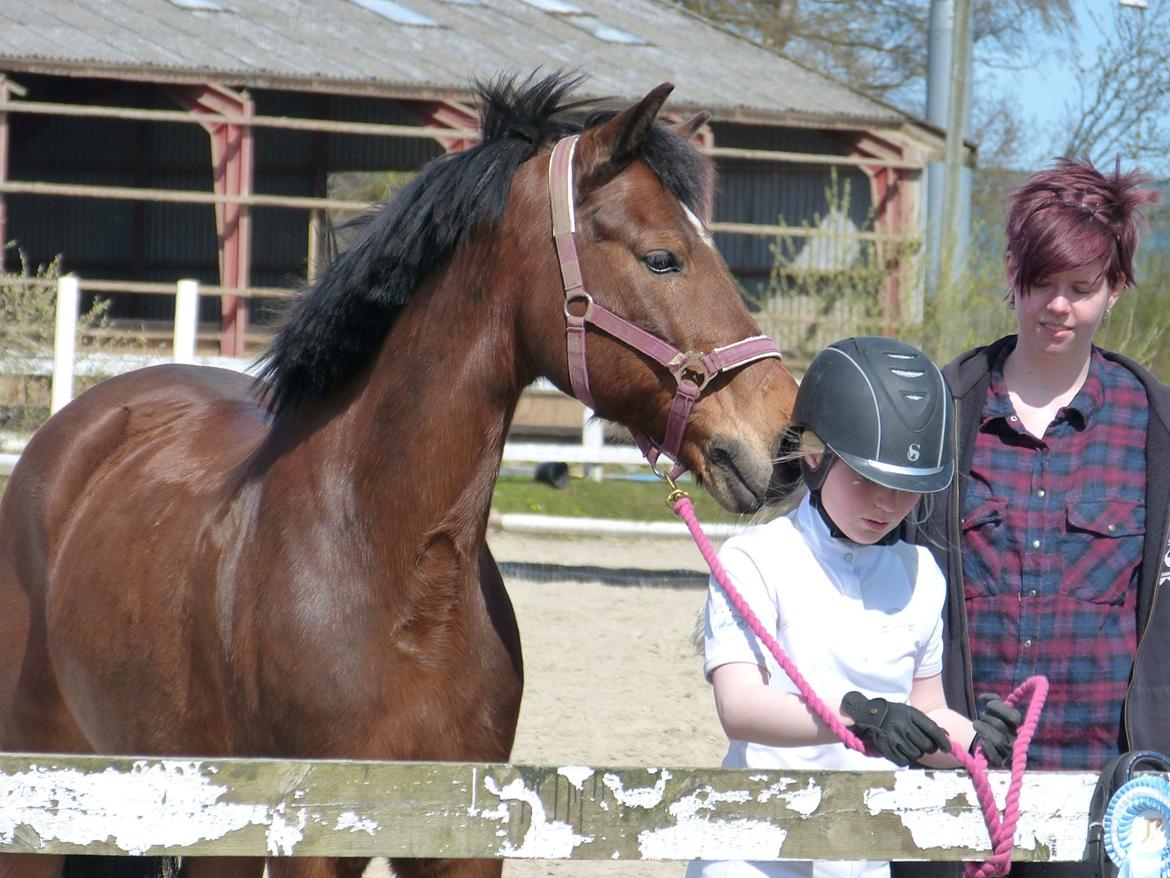 Anden særlig race Brinkhof's Phantom billede 7