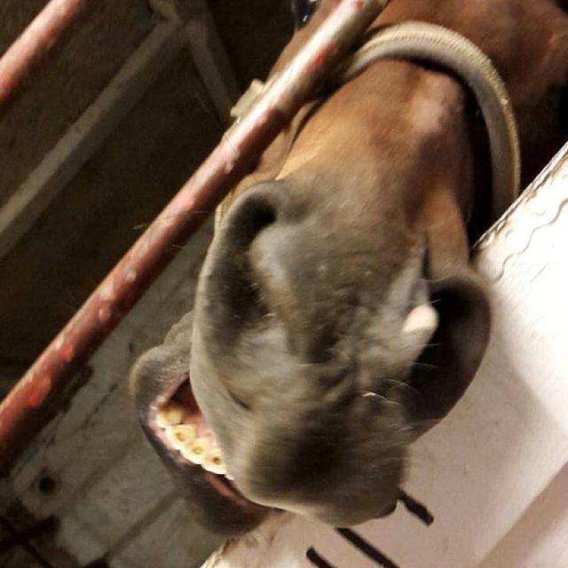 Anden særlig race Brinkhof's Phantom billede 5