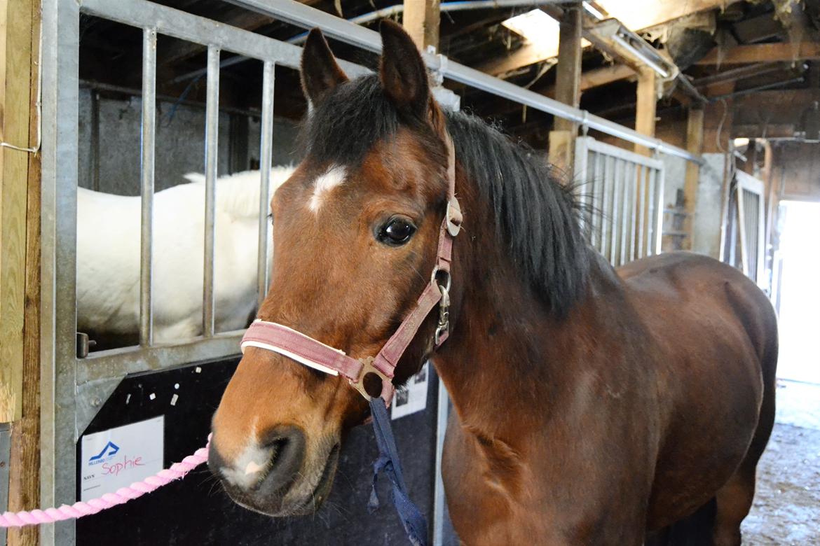 Anden særlig race Brinkhof's Phantom billede 10