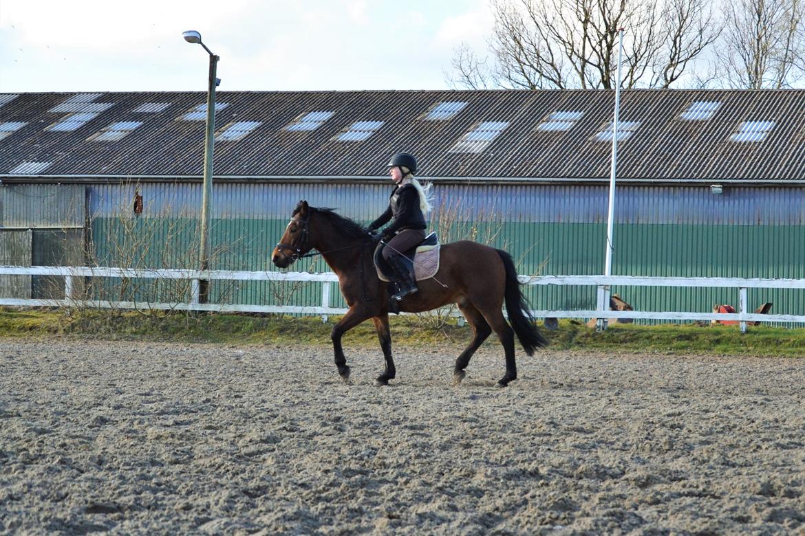 Anden særlig race Brinkhof's Phantom billede 12