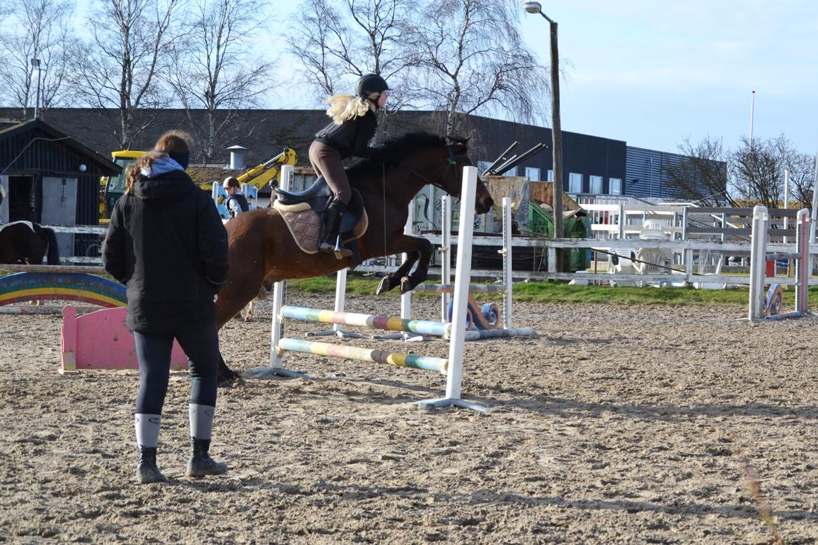 Anden særlig race Brinkhof's Phantom billede 13