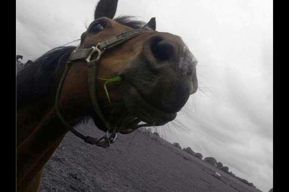 Anden særlig race Brinkhof's Phantom billede 14