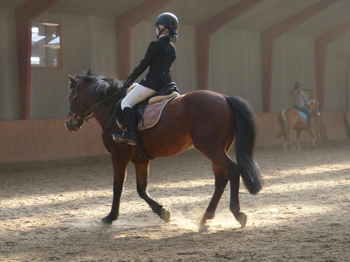 Anden særlig race Brinkhof's Phantom - Til opvarmningen inden vores første dressurstævne billede 8