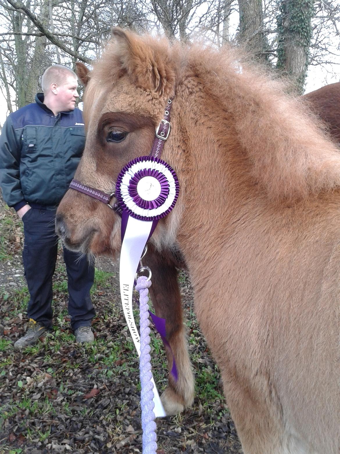 Islænder Gjöf fra Østervang billede 24