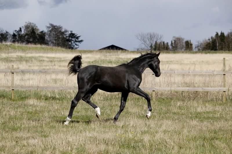 Dansk Varmblod Zetsubou die Weltrose billede 14