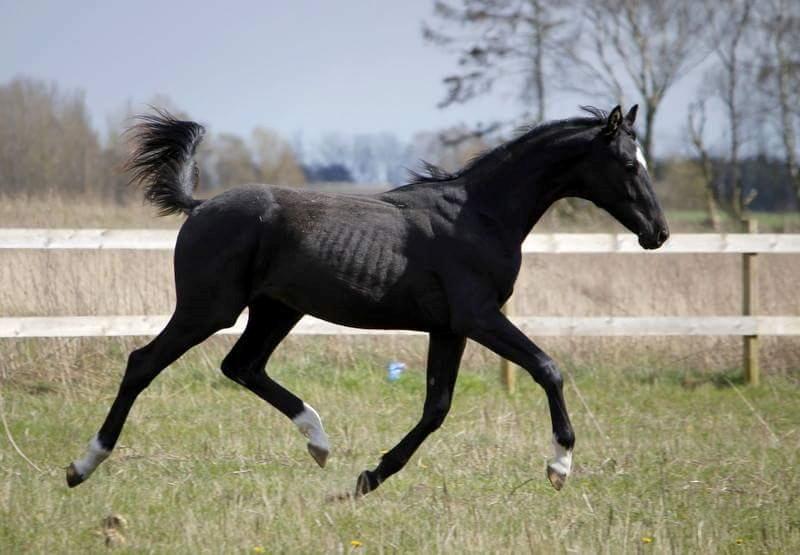 Dansk Varmblod Zetsubou die Weltrose billede 15