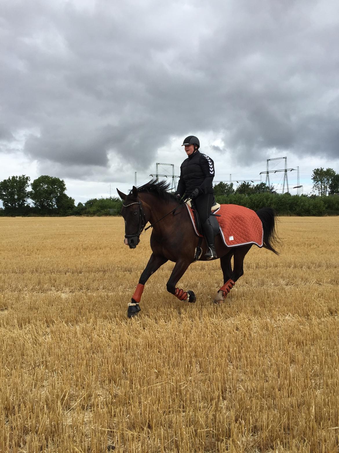 Oldenborg Nyhedegaards latifa billede 11