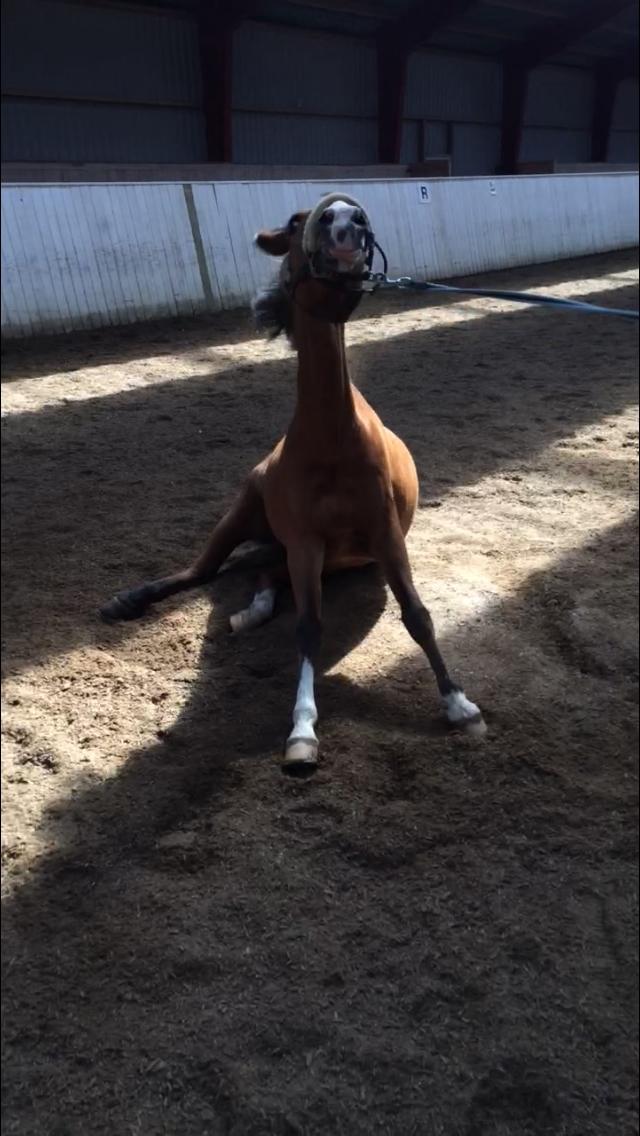 New Forest Sun Queen billede 6